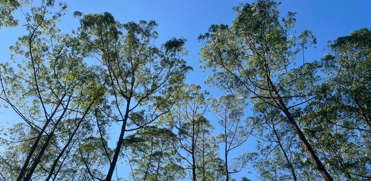 Hutan dan Sumber Daya Alam