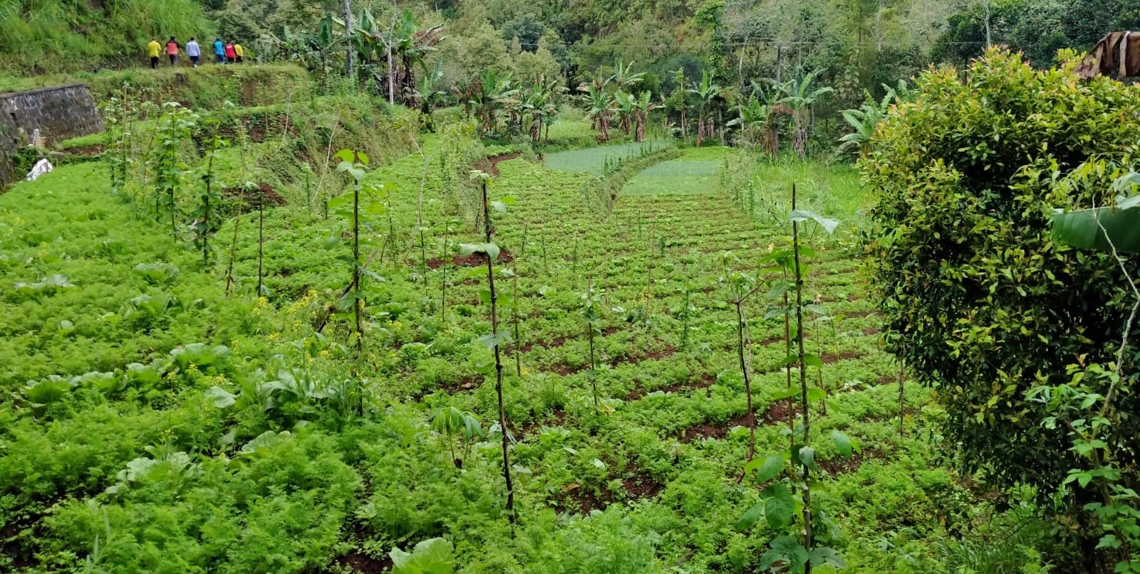 Pertanian dan Perkebunan