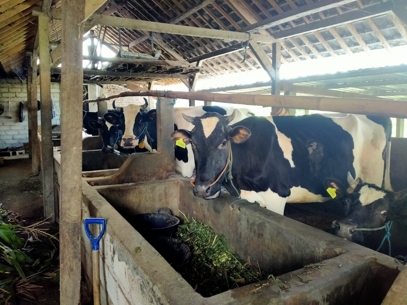 Peternakan sapi perah modern dengan sapi sehat di padang rumput hijau